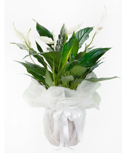 Spathiphyllum