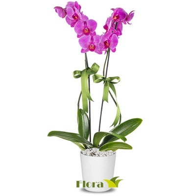 orkide pembe 2 dallı