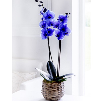 ingiltere mavi orkide
