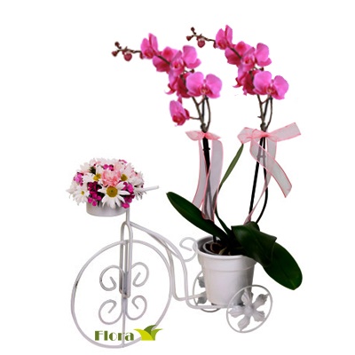 orkide plant 3