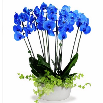 6'lı Mavi Orkide