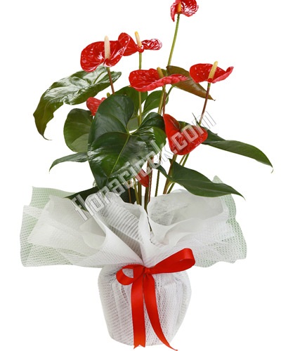 Anthurium ithal