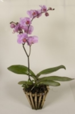 köklü orkide