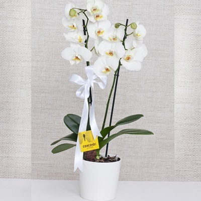 Atalar çiçek orkide
