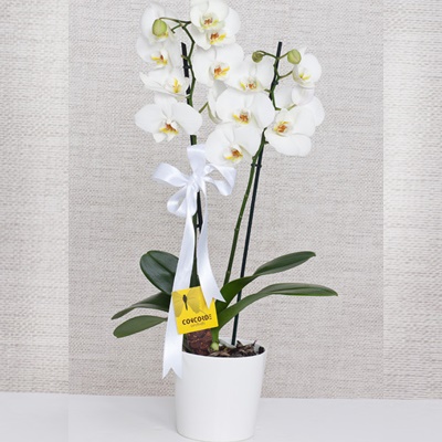İndirimli Orkide Gönder
