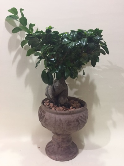 Bonsai 4