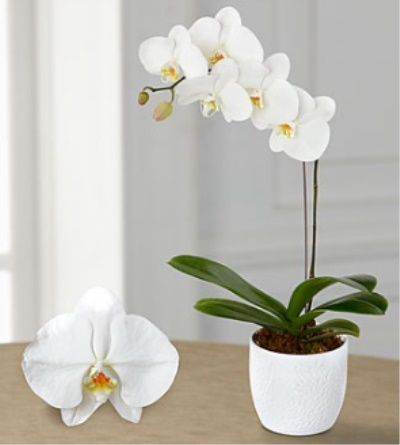Mısır Orkide Gönder 