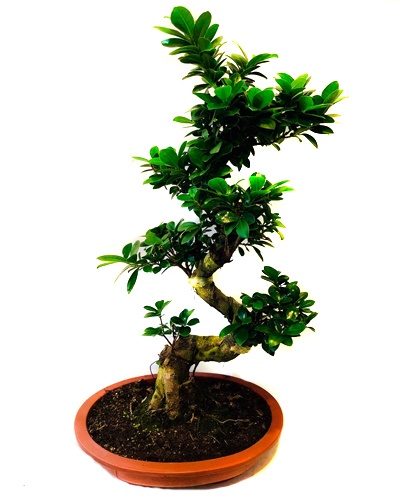 Bonsai 2