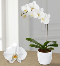 Arjantin orkide gönder