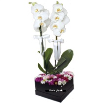 Kutuda Beyaz Orkide