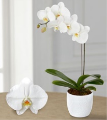 Tayland Orkide Gönder