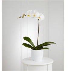 yunanistan orkide