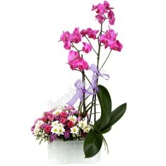 pembe orkide aranjmanlı