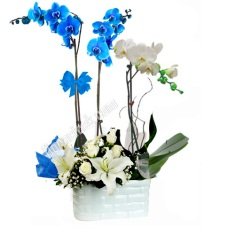 2 mavi 1DAL beyaz orkide