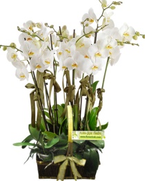 Vip Sepette Orkideler