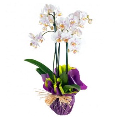 orkide 2 li