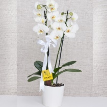 Çift dallı beyaz orkide