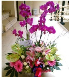 köklü orkide aranjman