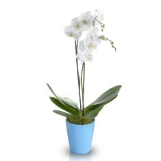 orkide beyaz