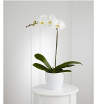 bitki orkide