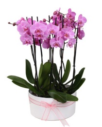 orkide plant 7