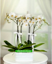 4 Dallı Beyaz Orkide