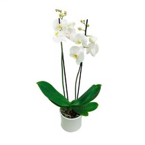 Orkide1