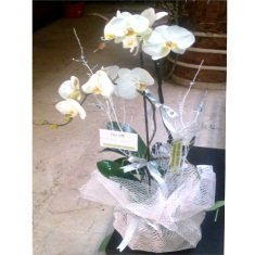 orkide 14