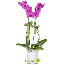 2 dallı orkide pembe