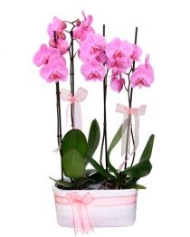 orkide plant 5
