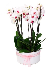 orkide plant 6
