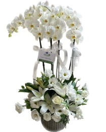 Vip Beyaz Orkideler