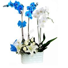 2 mavi 2 beyaz orkide