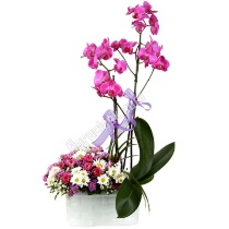 orkide pembe