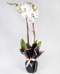 Çiftli Beyaz Orkide