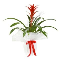 Guzmania