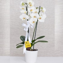 İndirimli Orkide Gönder