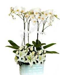 orkide plant