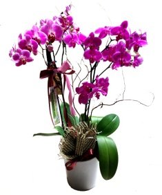 orkide 121