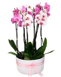 orkide plant 5