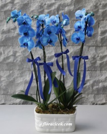 Vip Mavi Orkide
