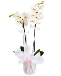 orkide Gönder