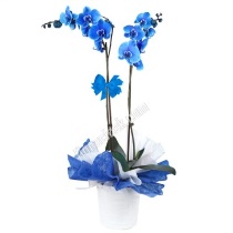 Sevgiliye çiçek 51