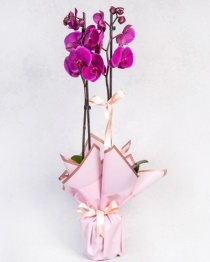 Mor Phalaenopsis Orkide